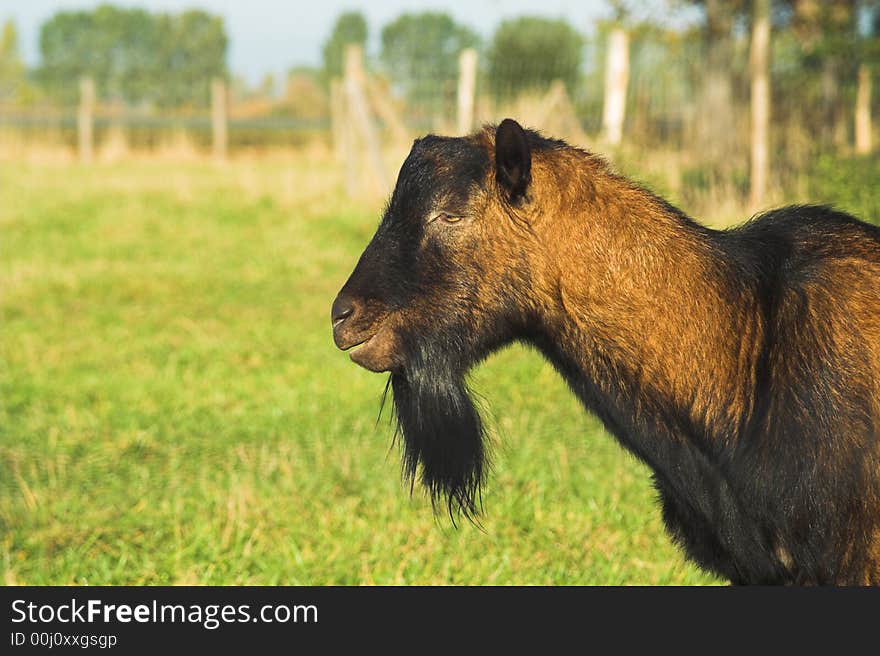 Head of a billy goat