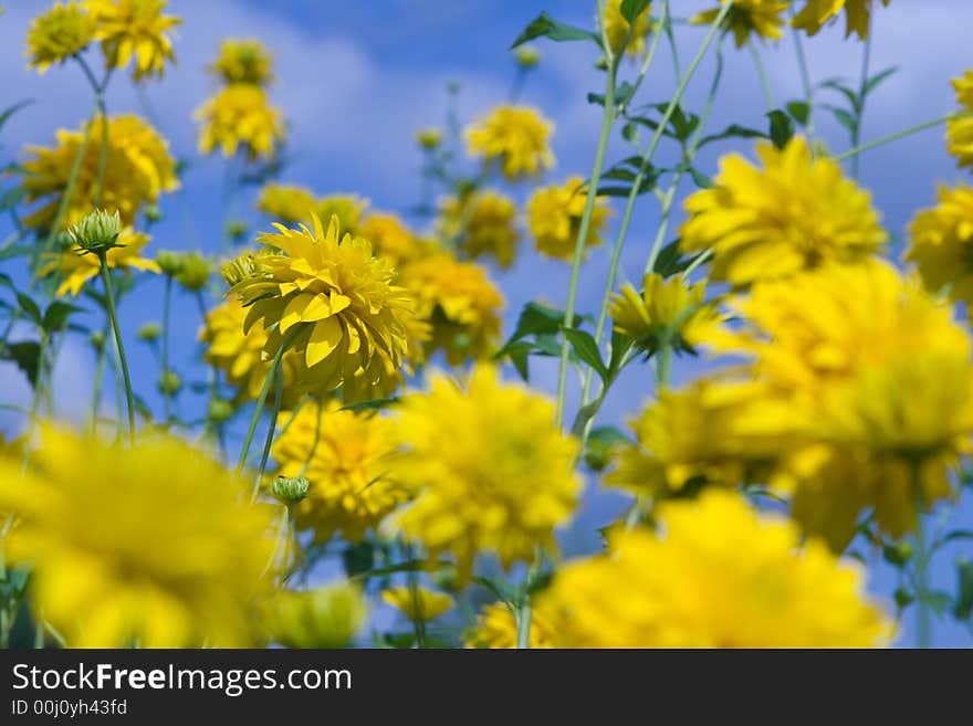 Rudbeckia Laciniata