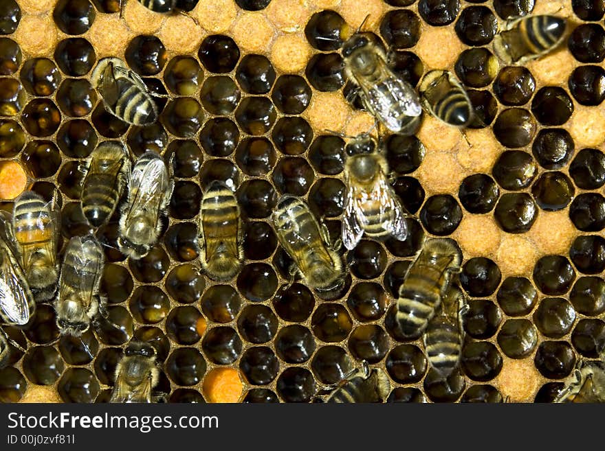 A worker bees taking care of larvas