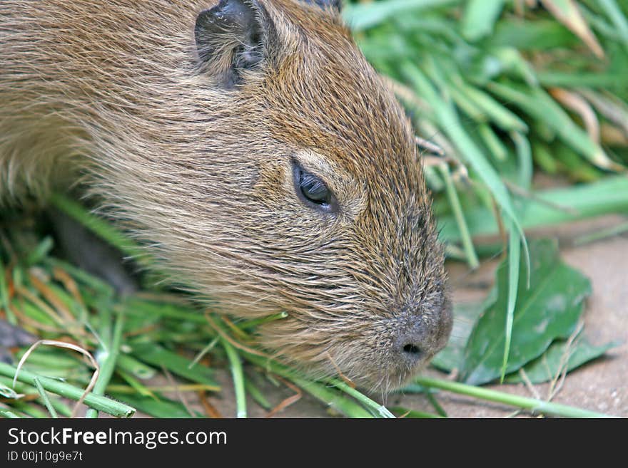 Close up of a capybara: a semi-aquatic rodent found in South America