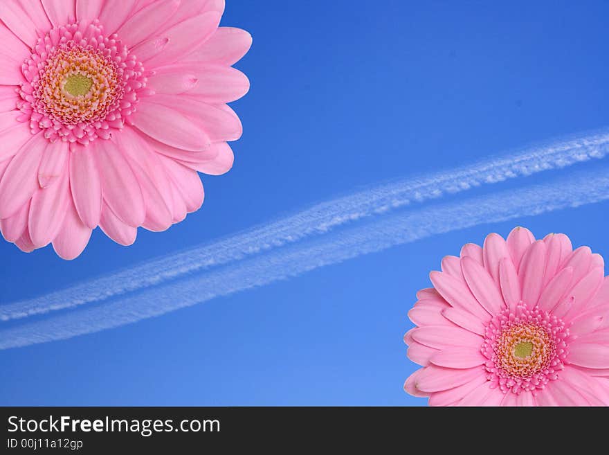 Sky flowers