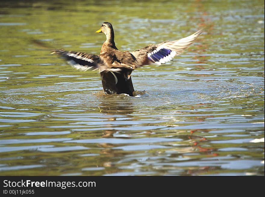 Rise of the Duck. Moscow.Little Park.