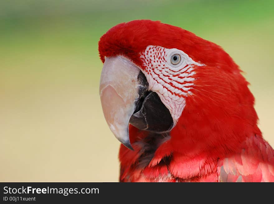 Scarlet Macaw - Cougar Mountain Zoo