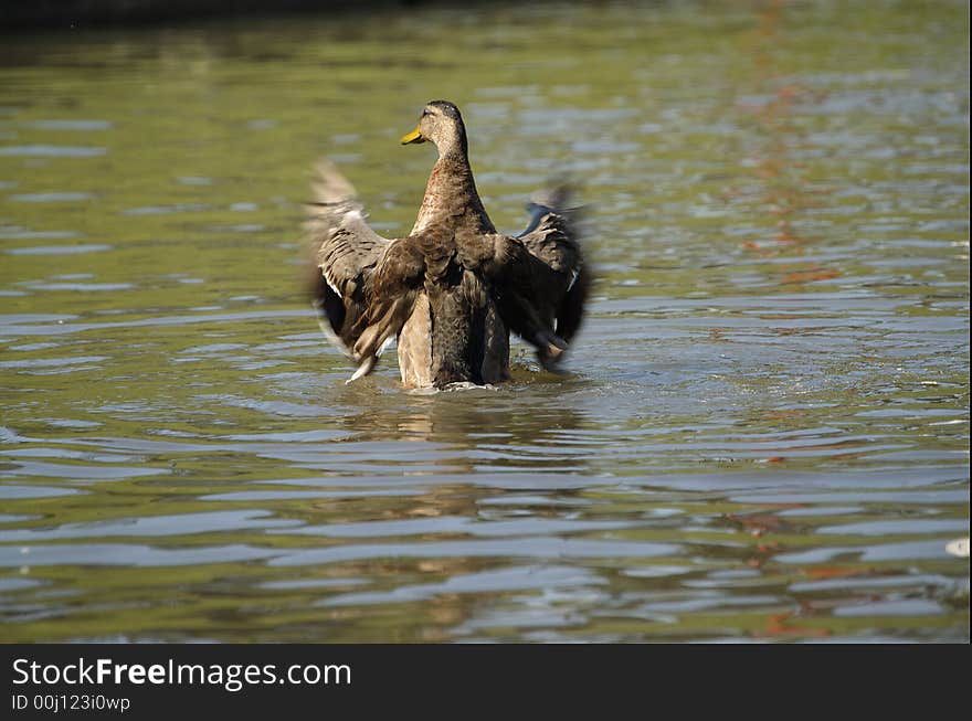 Duck on the Moscow pond. The pose reminds the conductor before an orchestra