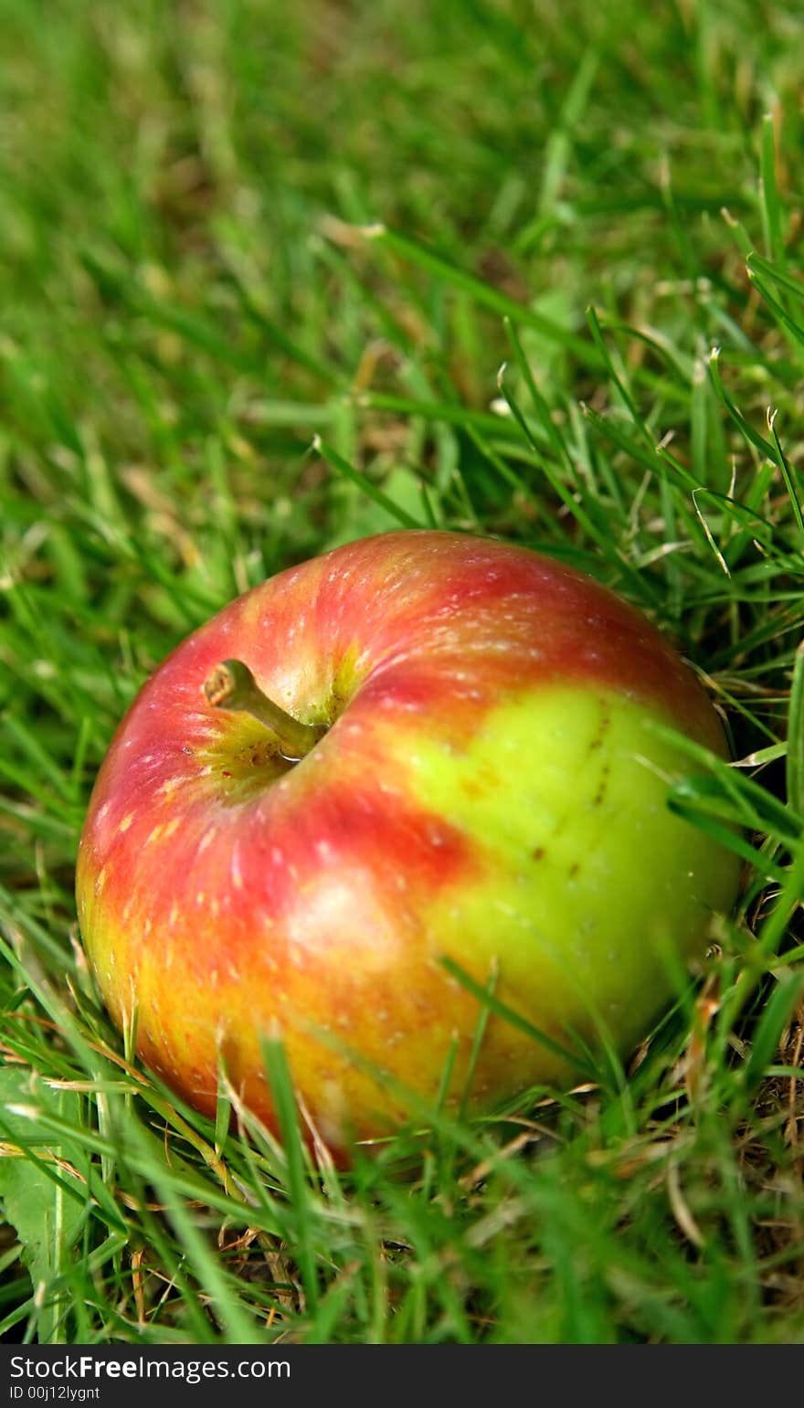 Summer apples in green grass.