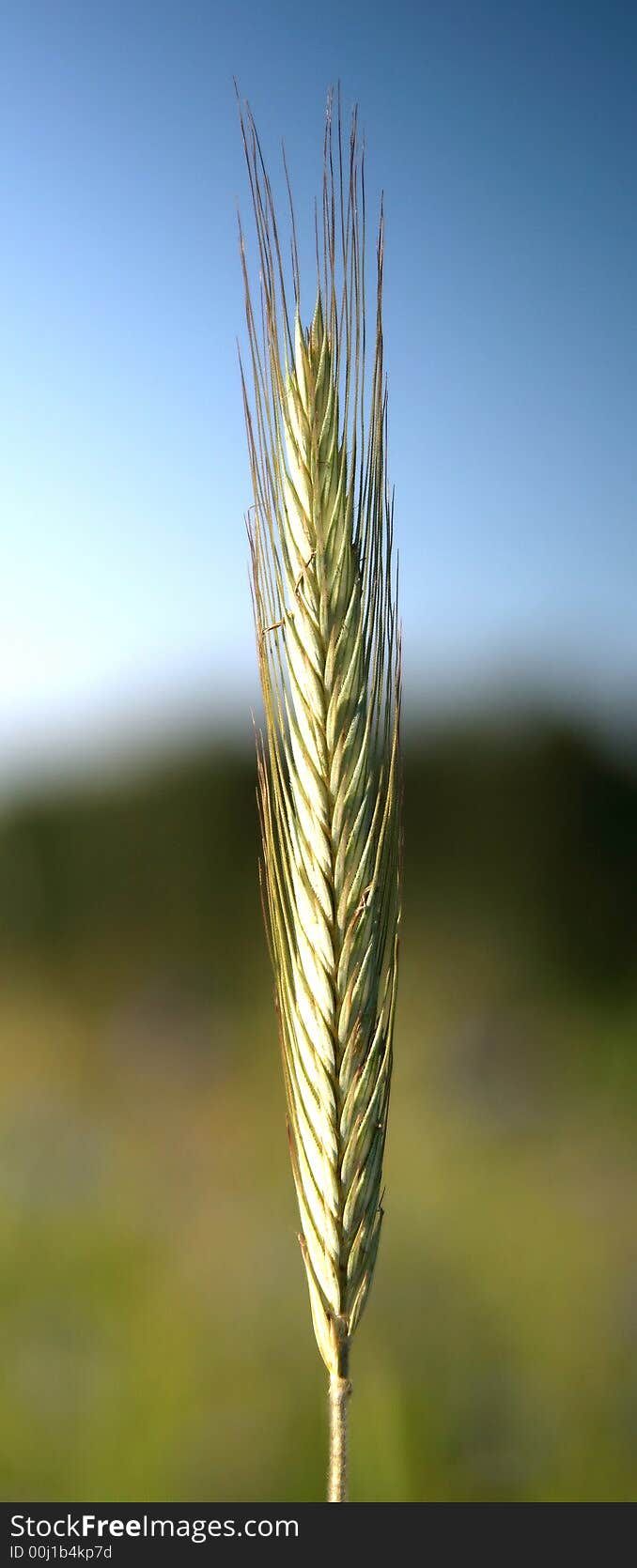 Single wheat isolated on a blurred background.
This high resolution image was taken by 10 mp Canon camera with professional lens.