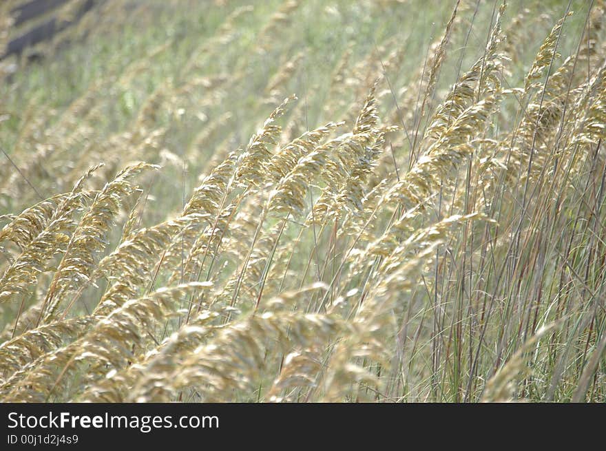 Beach Grass