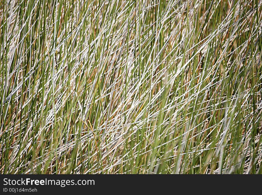 Field Of Grass