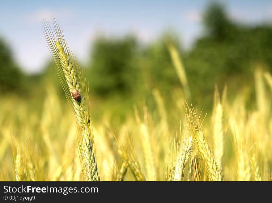 Wheat and blue sky behind.