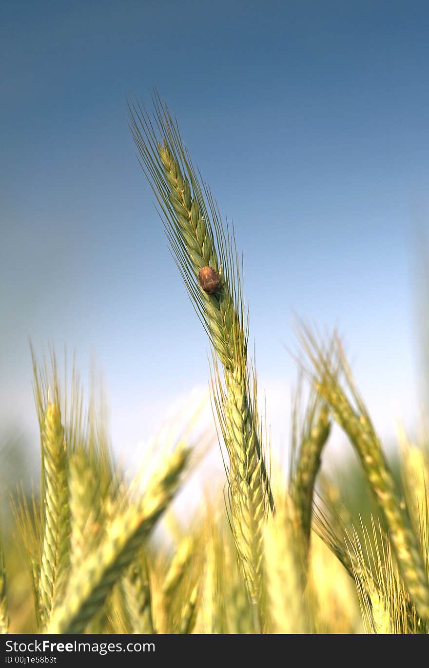 Wheat And Blue Sky Behind.