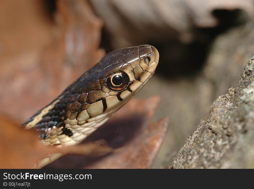 Garter Snake