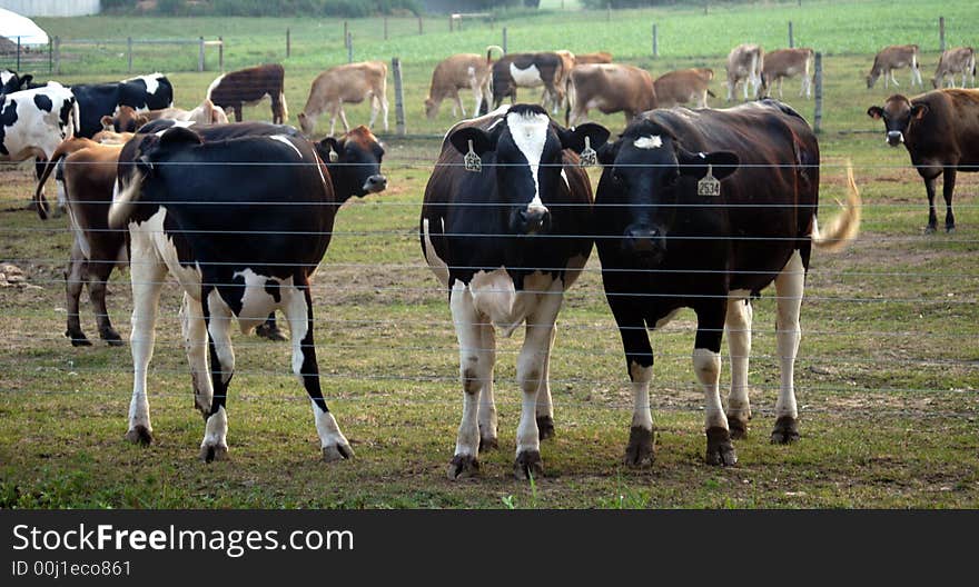 Three Cows