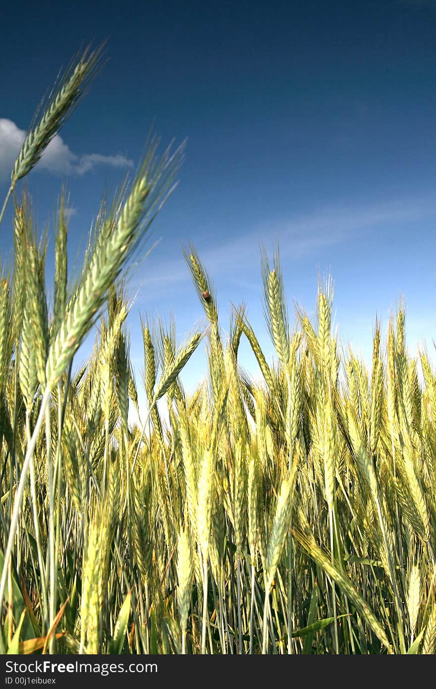 Wheat And Blue Sky Behind.