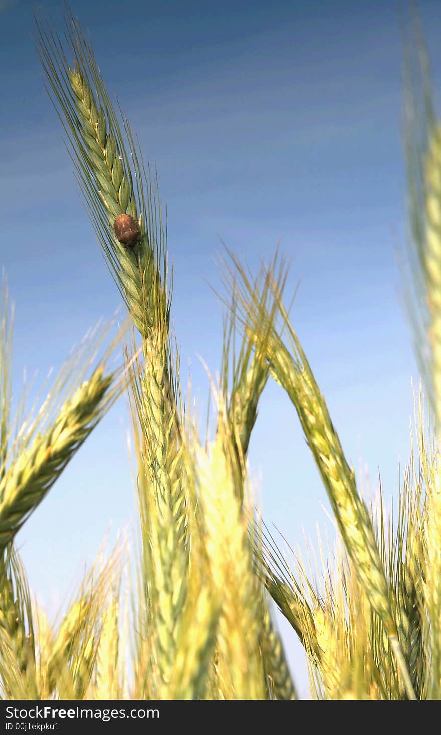 Wheat and blue sky behind. This high resolution image was taken by 10 mp Canon camera with professional lens.