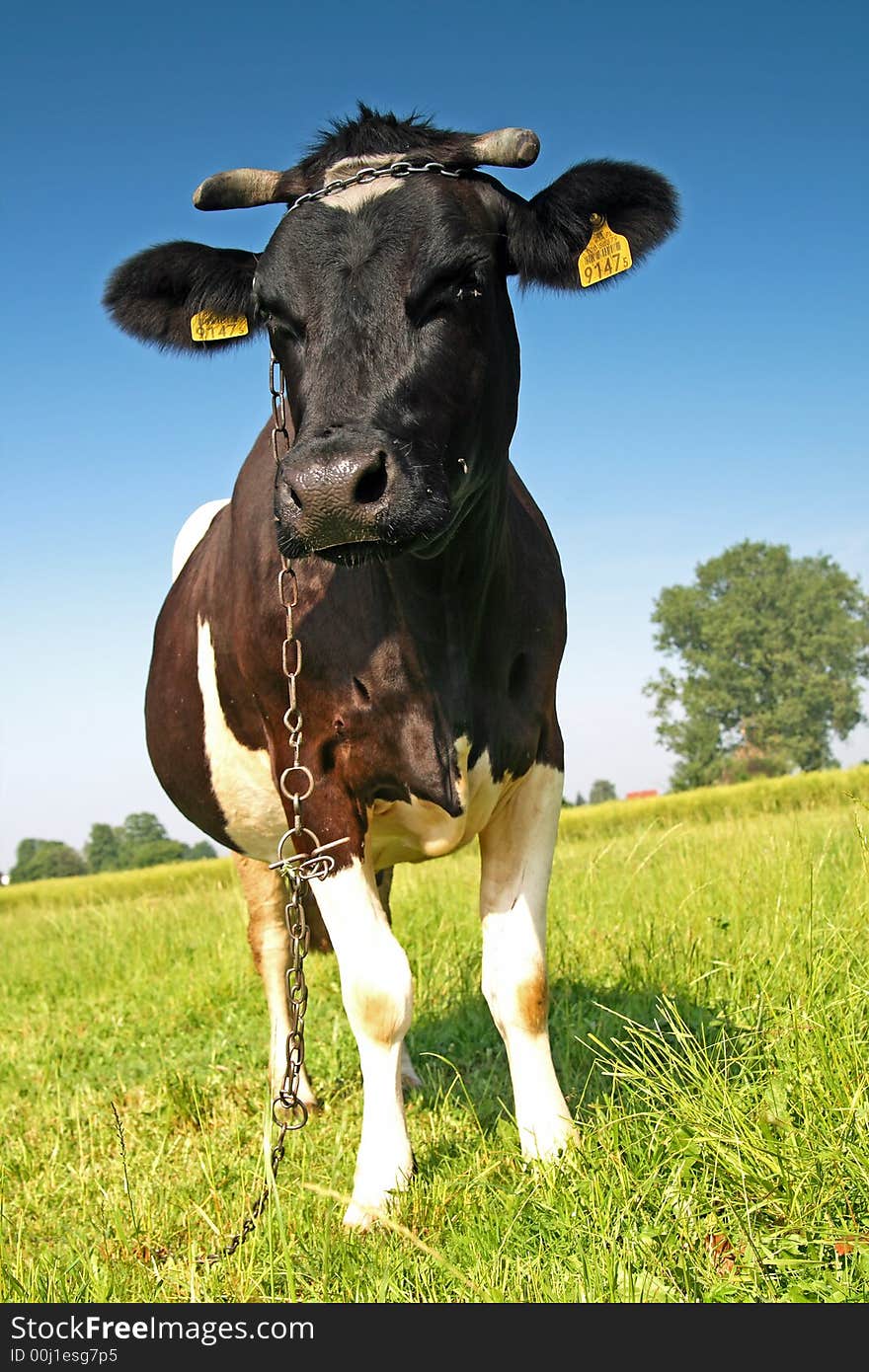 Single cow on a meadow. This high resolution image was taken by 10 mp Canon camera with professional lens.