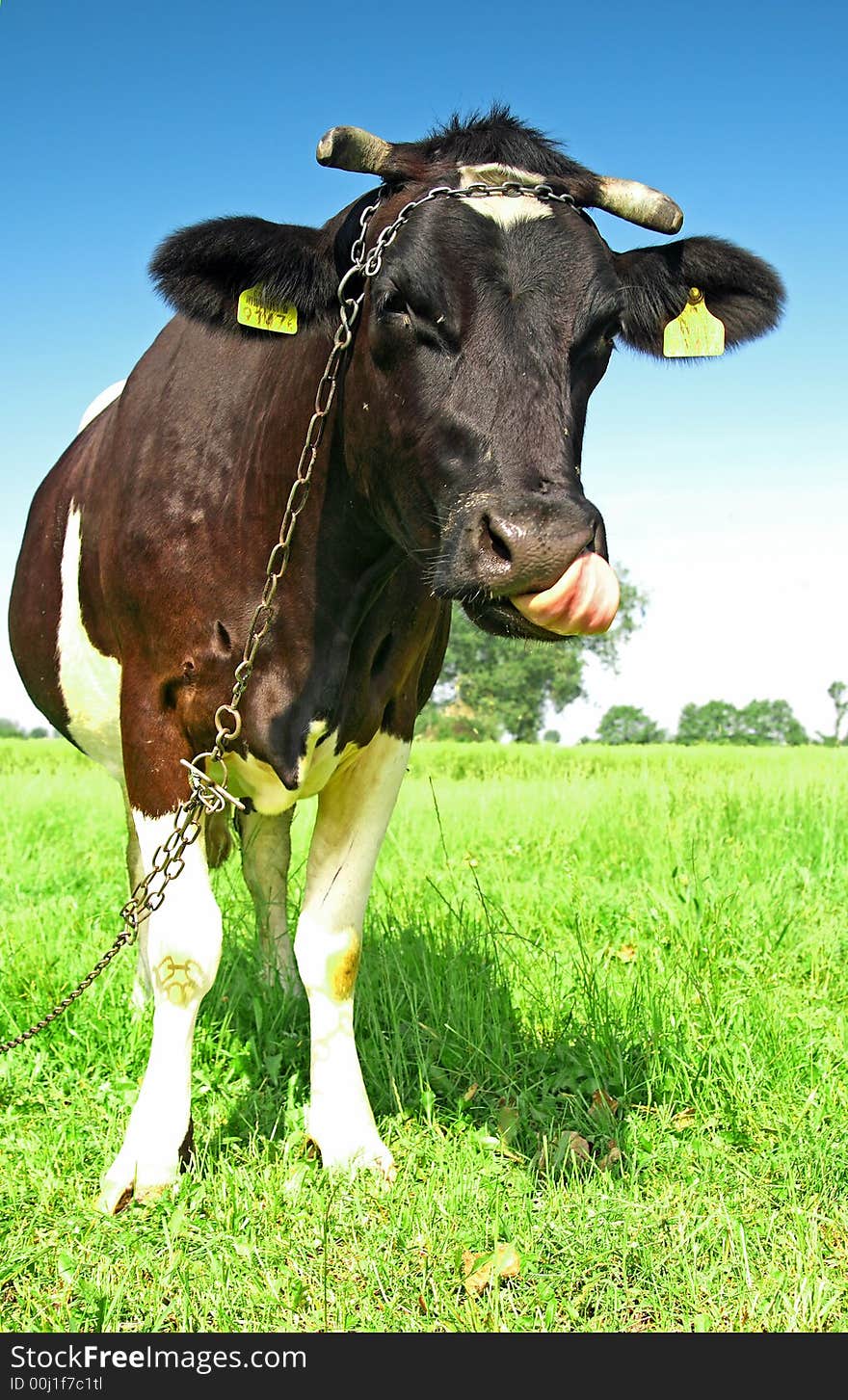 Single cow on a meadow. This high resolution image was taken by 10 mp Canon camera with professional lens.