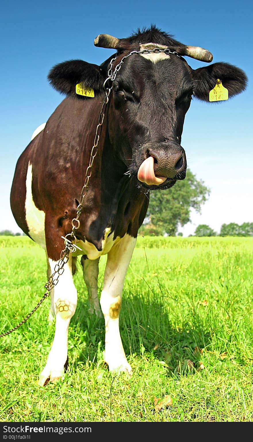 Single cow on a meadow