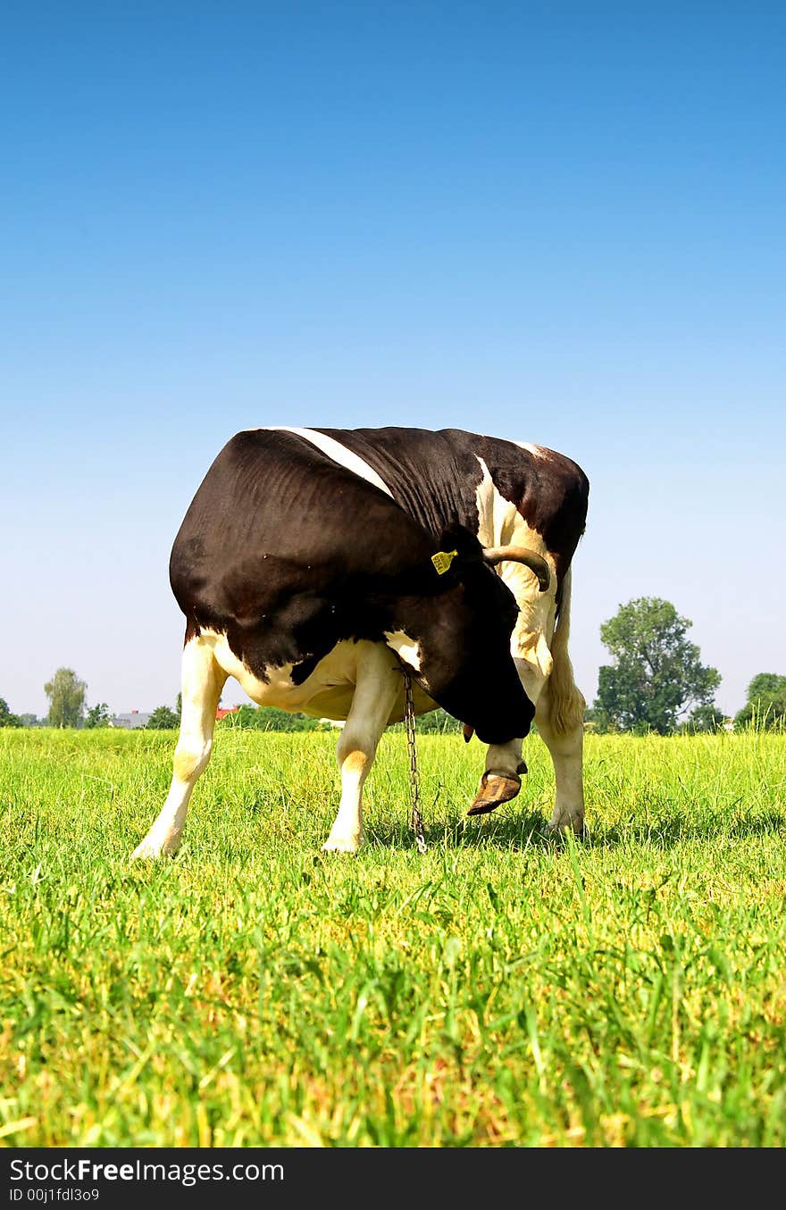 Single cow on a meadow. This high resolution image was taken by 10 mp Canon camera with professional lens.