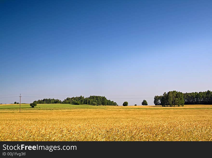 Summer Landscape. Wheat And Trees Behind