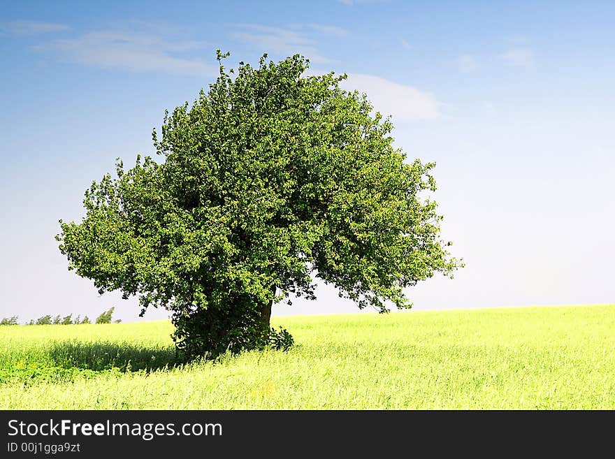 Summer Landscape. Single Tree On A Field