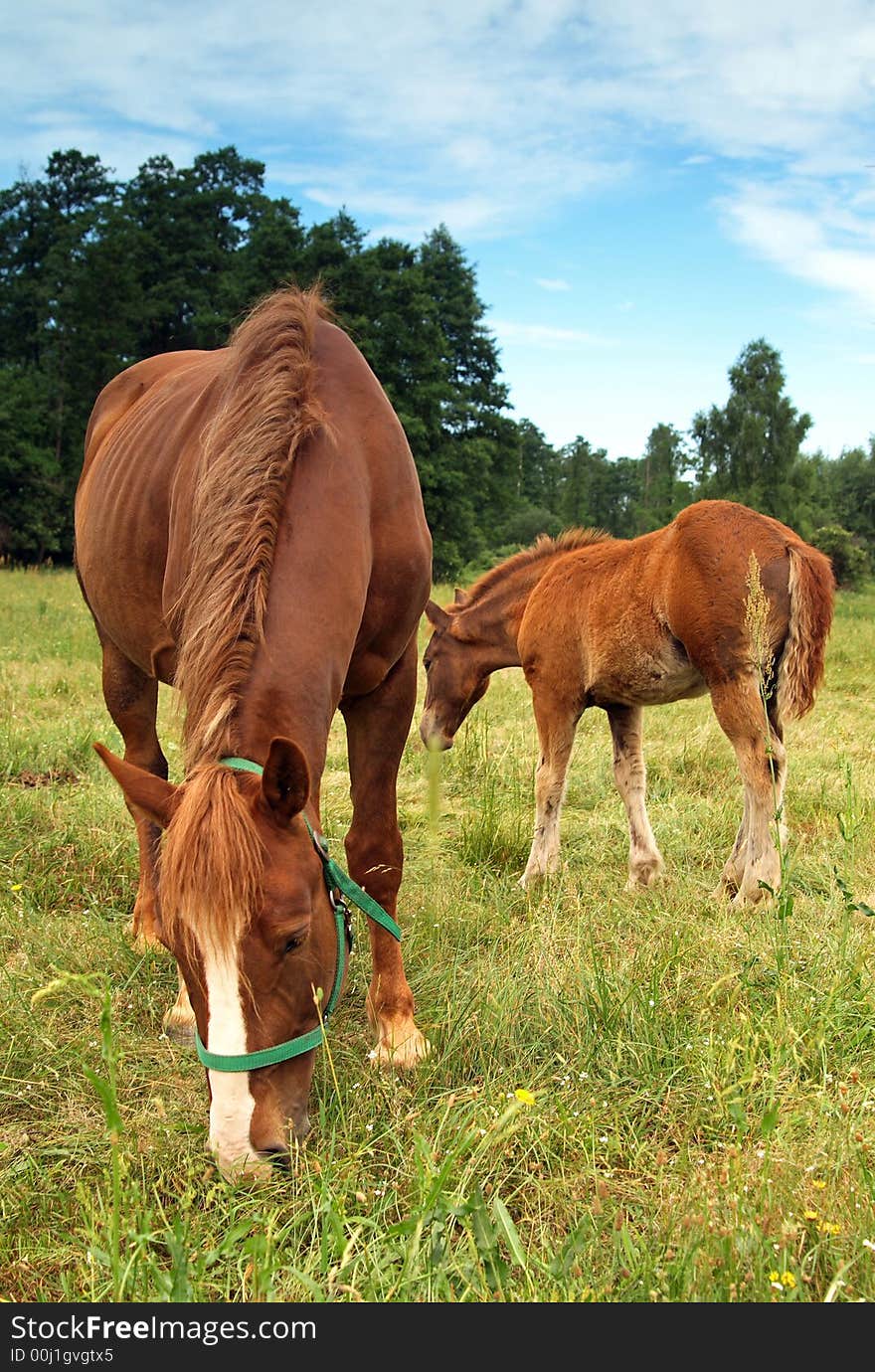 Horse family in a forest.