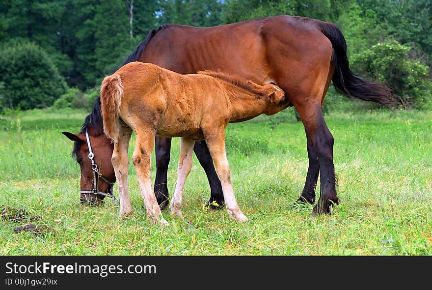 Horse family in a forest.