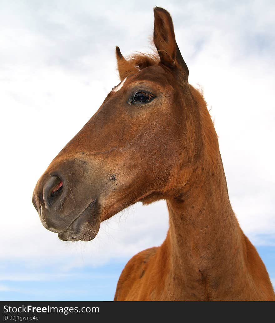 Single happy horse   - portrait photo