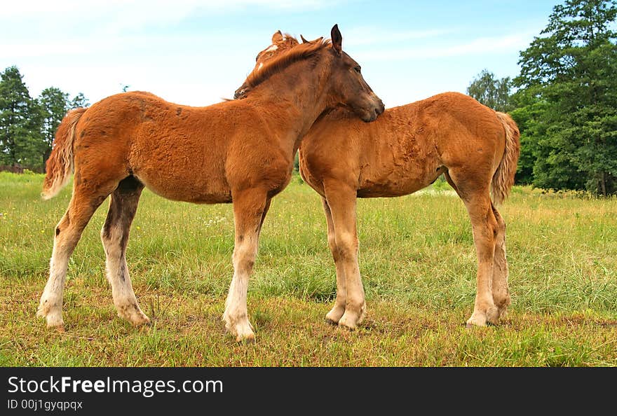 Horse family in a forest.