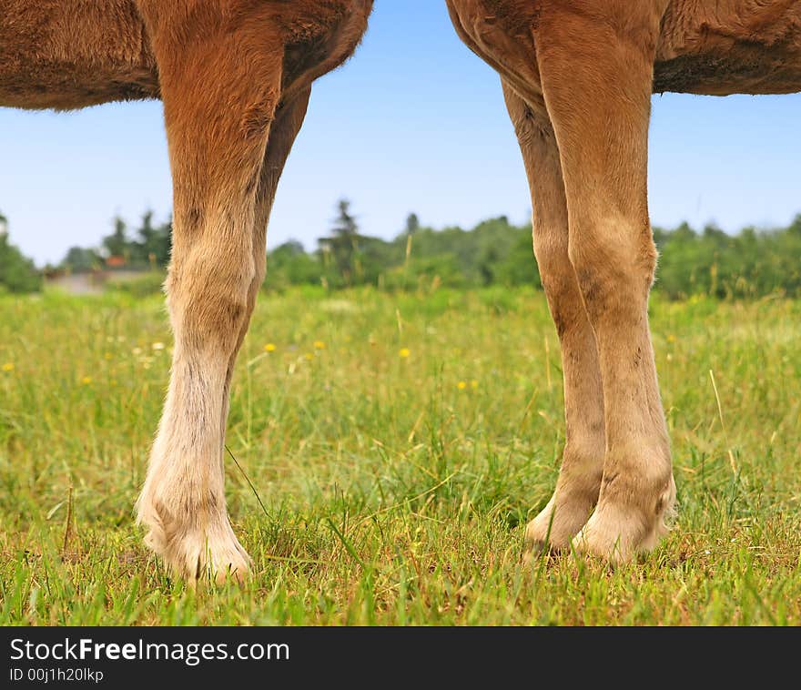 Horse family in a nature