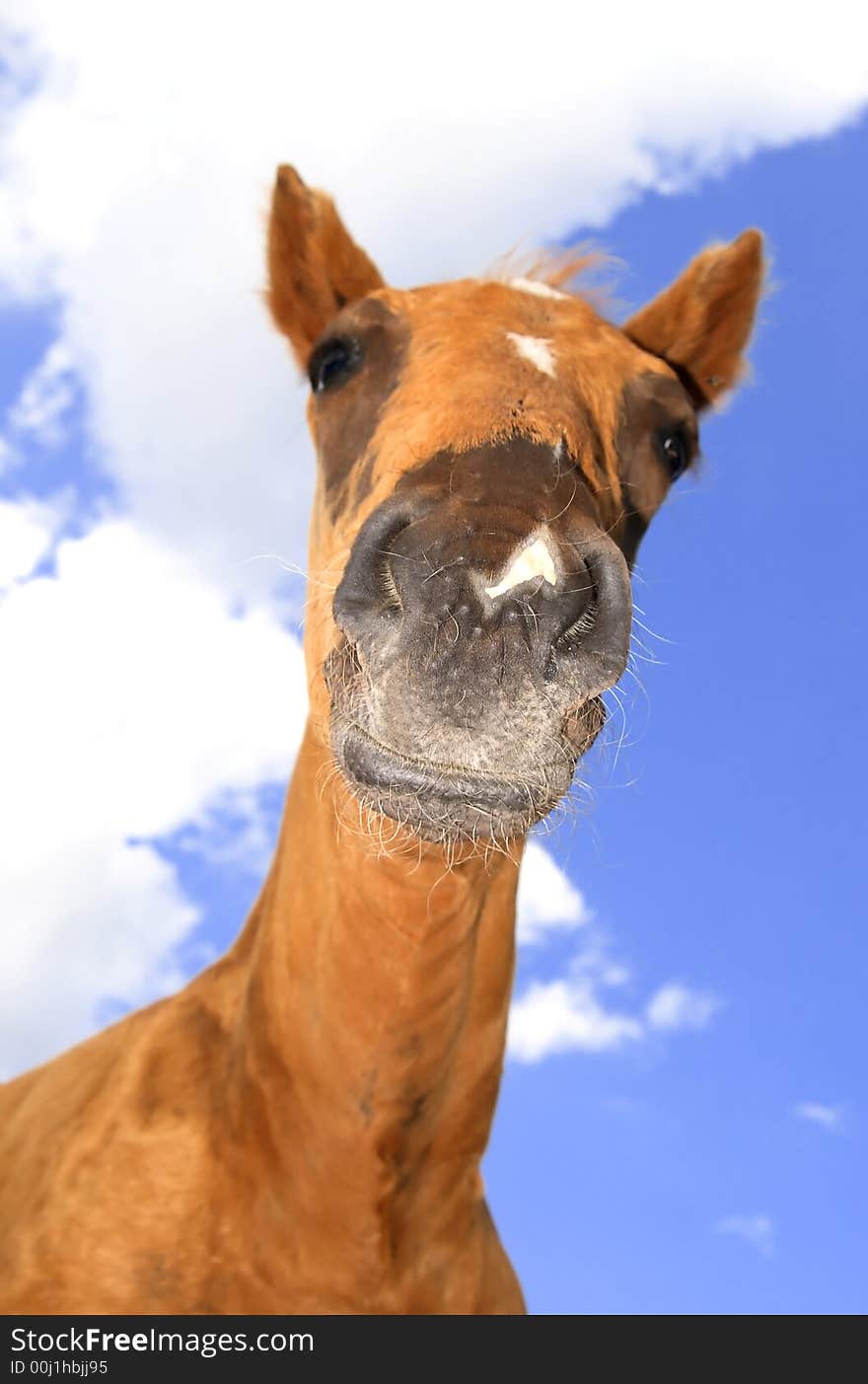 Single happy horse   - portrait photo