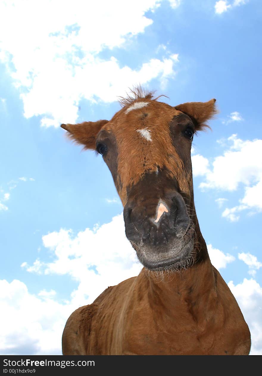 Single happy horse   - portrait photo