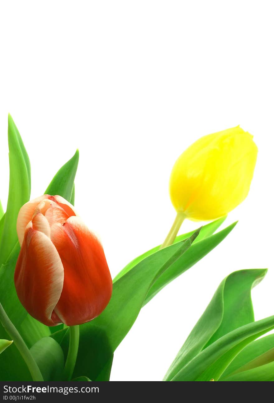 Beautful tulips on a white background. See other photos of tulips in my portfolio