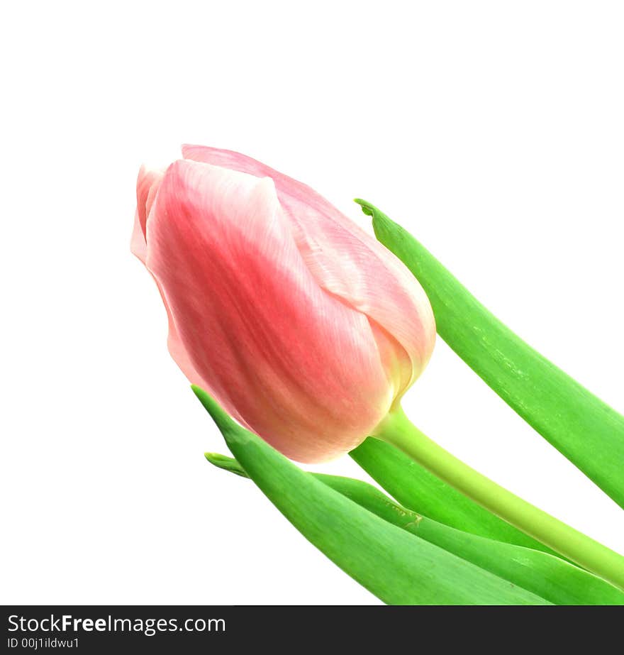 Beautful tulips on a white background. See other photos of tulips in my portfolio