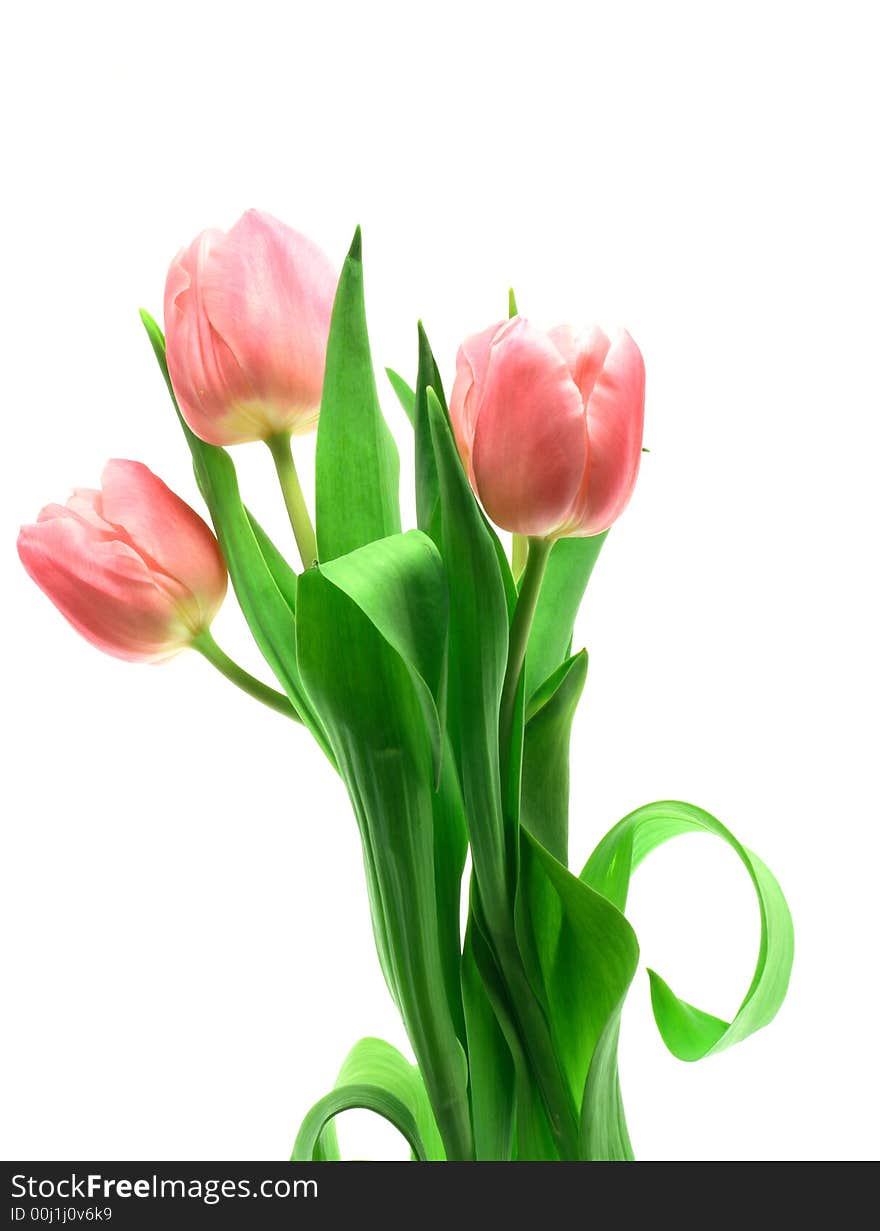 Beautful tulips on a white background. See other photos of tulips in my portfolio