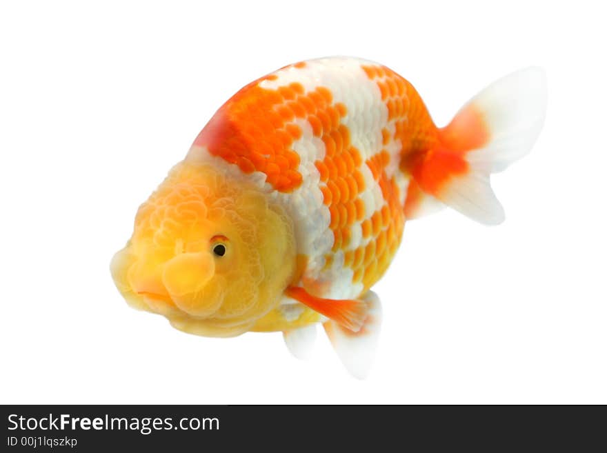 Lion head goldfish swimming the water