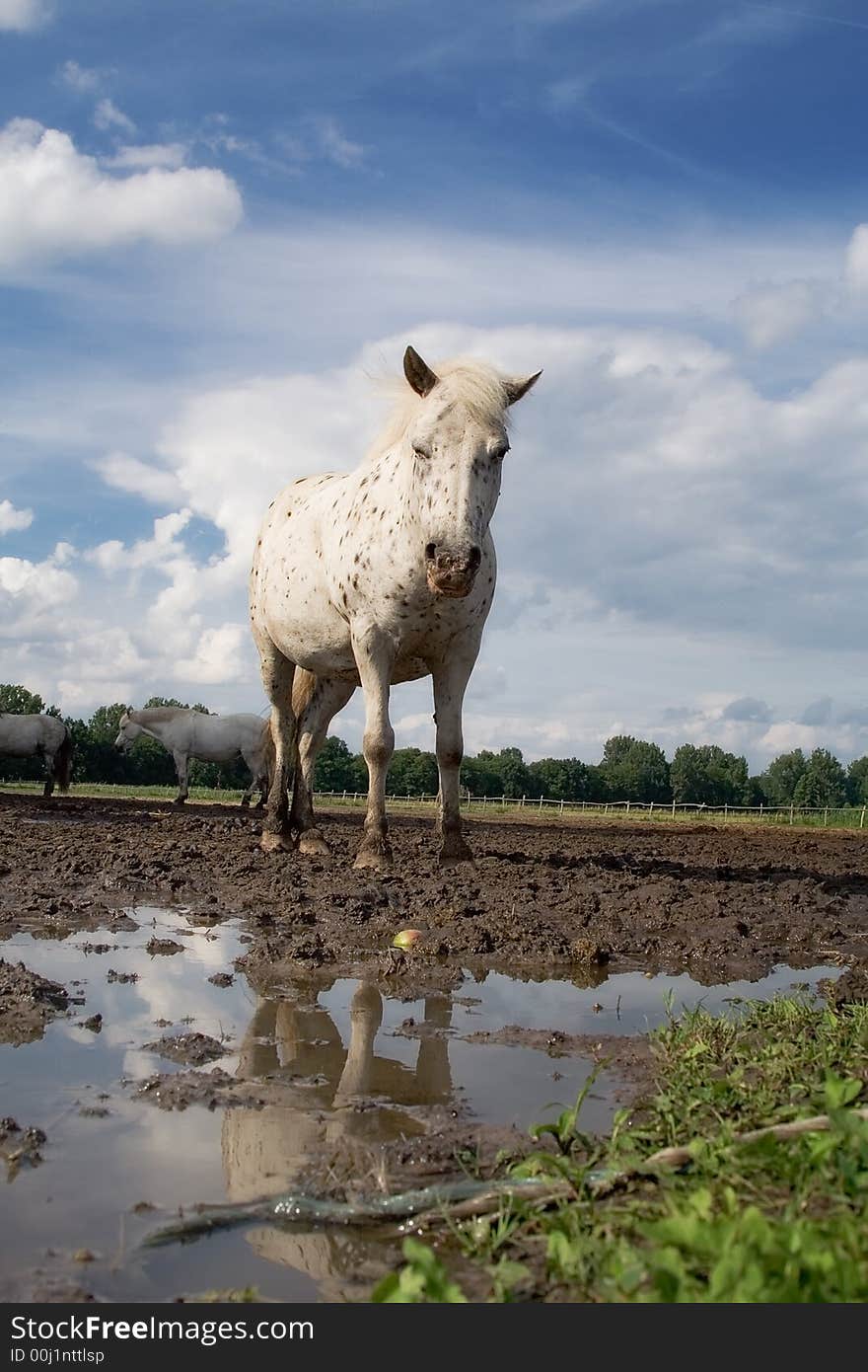 The horse and reflection. After a rain