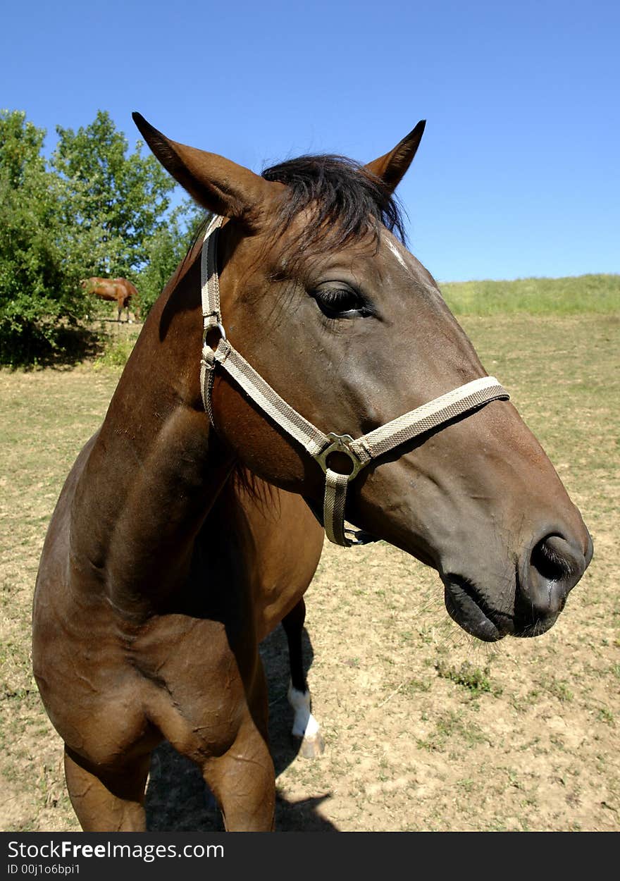 A head of a brown horse under clear blue sky. A head of a brown horse under clear blue sky