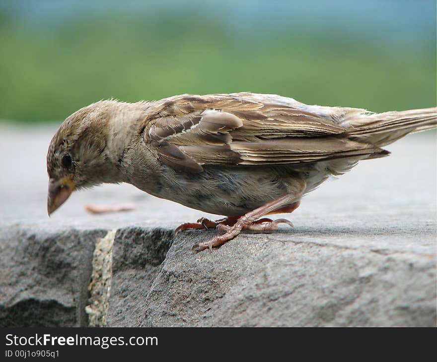 Close up of sparrow looking for food at garden