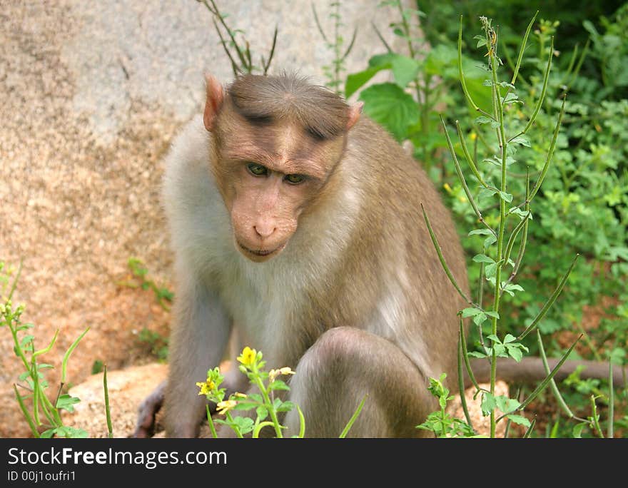 Monkey - Macaca mulatta in South India. Monkey - Macaca mulatta in South India