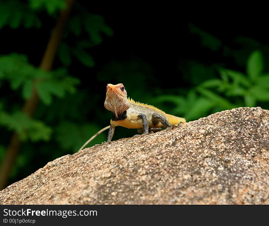 Chamaeleo chamaeleon, sitting at the big stone (South India)