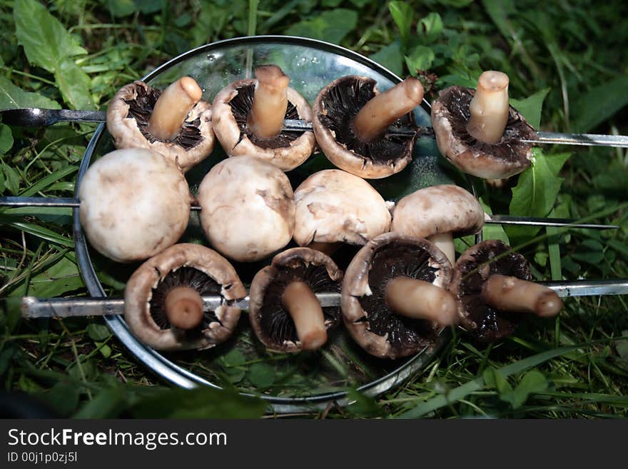 The fresh mushroom on skewers at summer