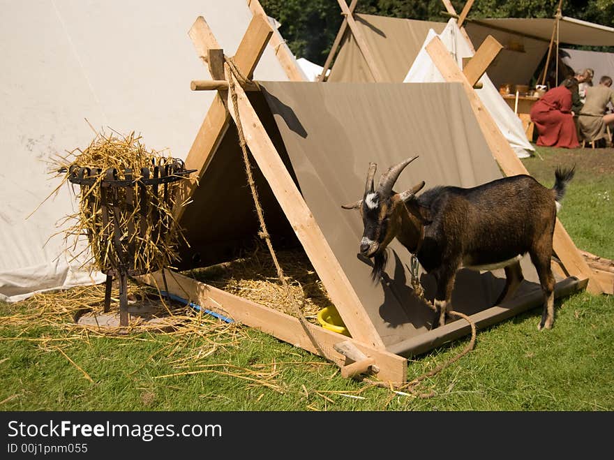 Goat with his own tent