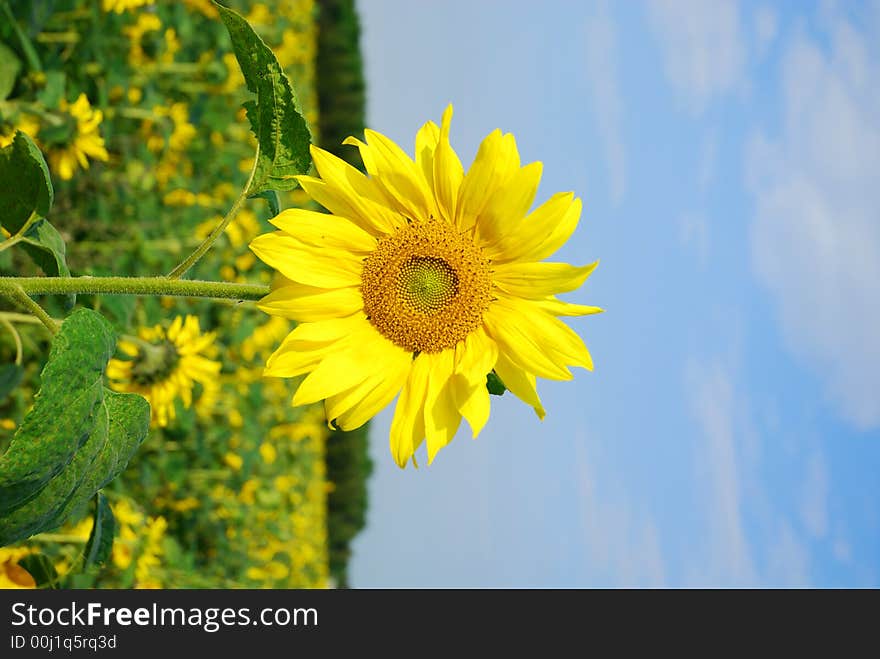 Beautiful yellow sunflower in the sun against field and sky