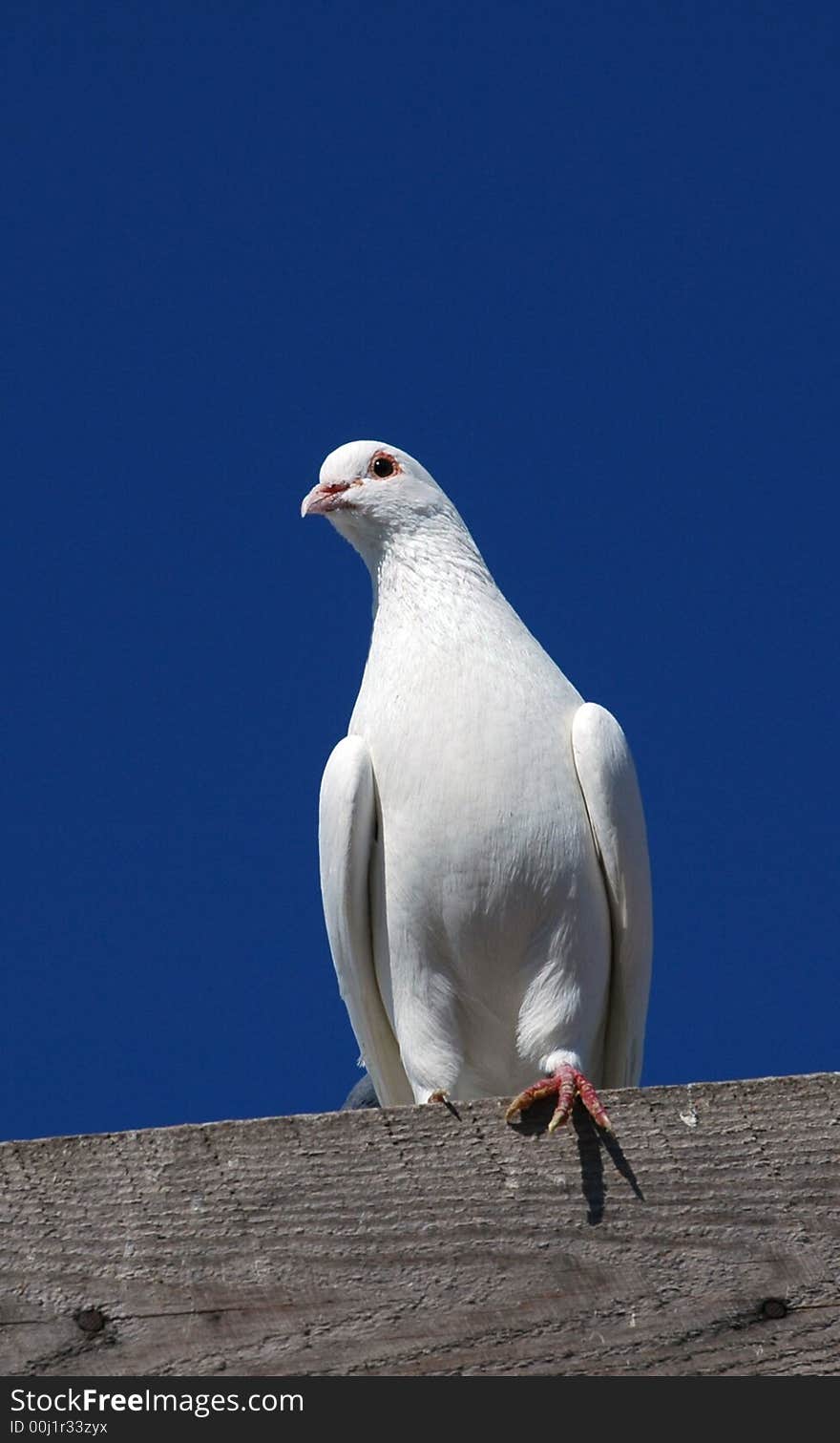 A noble white pigeon is lighted up a morning sun on a background dark blue sky on the roof of pigeon house. A noble white pigeon is lighted up a morning sun on a background dark blue sky on the roof of pigeon house