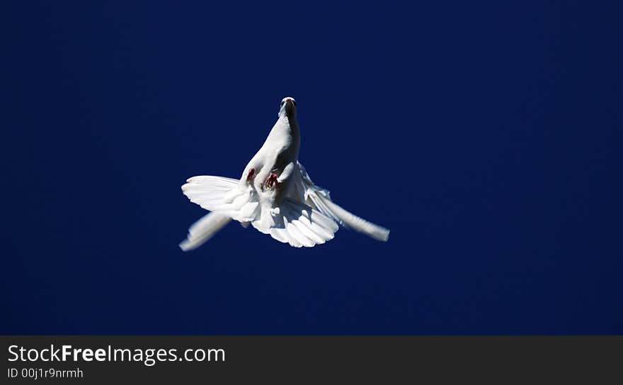 Pedigree white pigeon the lighted up a morning spring sun hung up in mid air before the tumble. Pedigree white pigeon the lighted up a morning spring sun hung up in mid air before the tumble