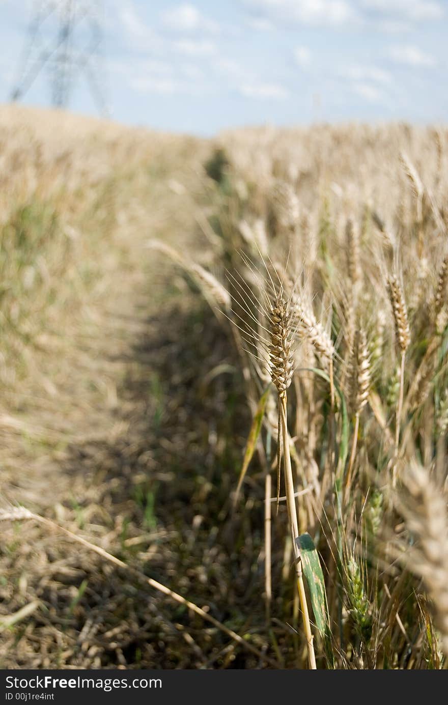 Barley (grain) field