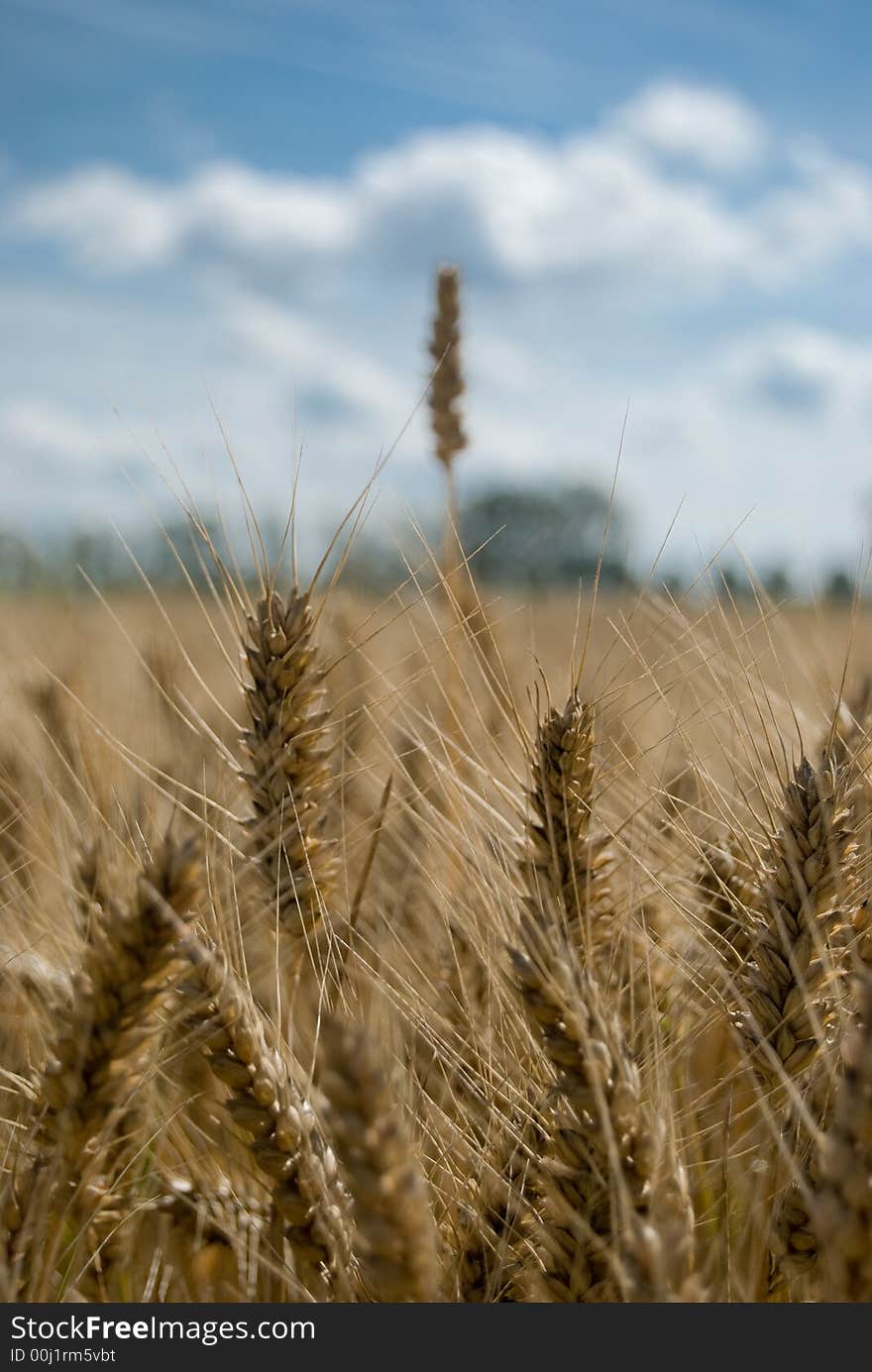 Barley (grain) long haulm in background. Barley (grain) long haulm in background