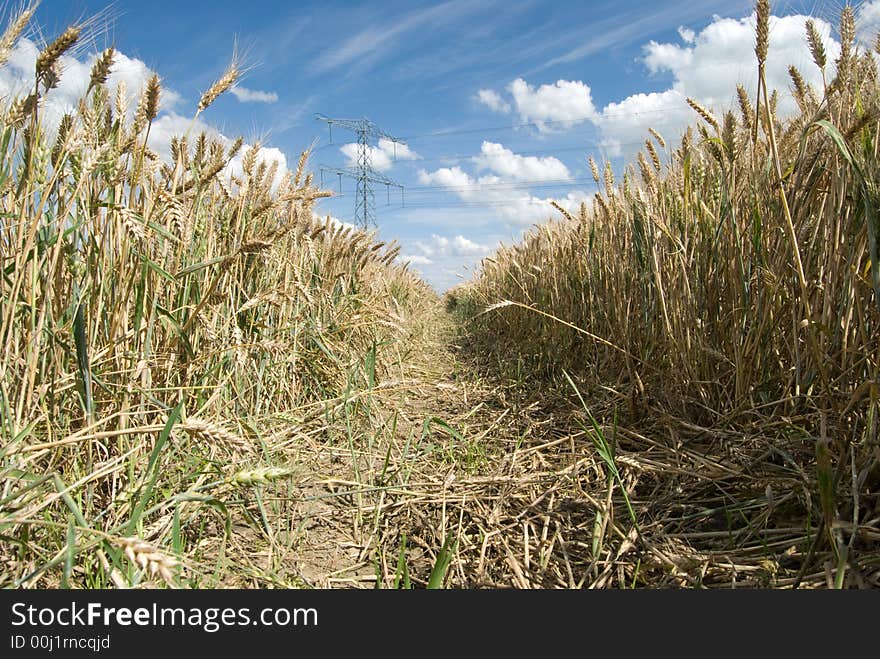 Barley (grain) tractor road