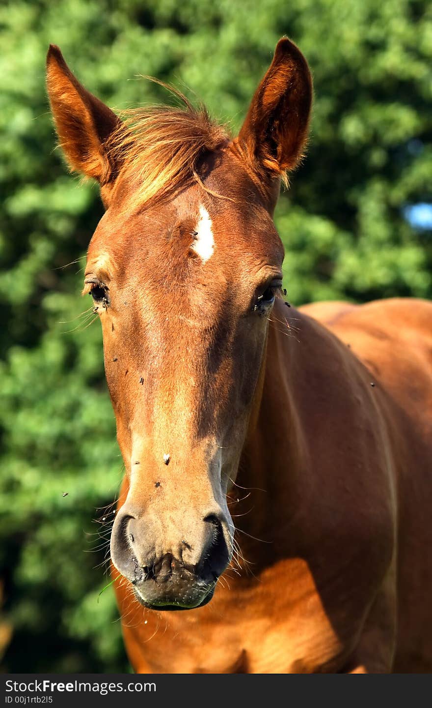 Angry horse looking at camera. Angry horse looking at camera