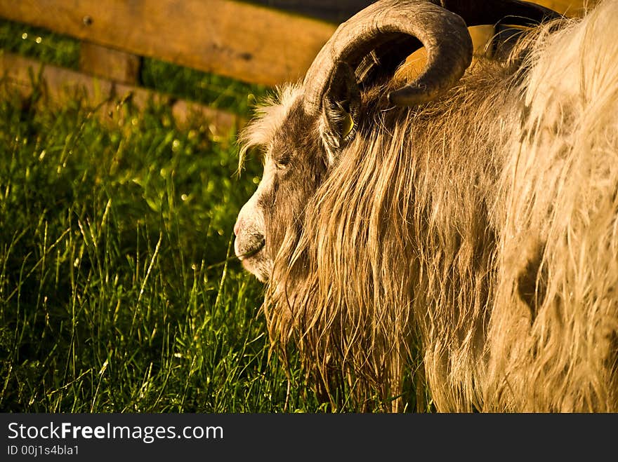 Goat in meadow just after rainfall. Goat in meadow just after rainfall